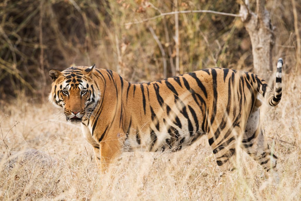 Best Wildlife Holidays Tour Packages India Wildlife Tour Packages