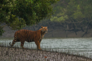 Sundarban Tiger