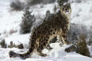 Snow Leopard Trek