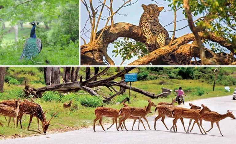 karnataka tourism bandipur