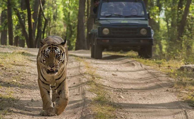 Bandipur National Park And Tiger Reserve Karnataka