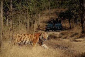 Sanjay National Park, Sidhi