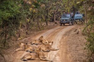 Gir LIon Safari