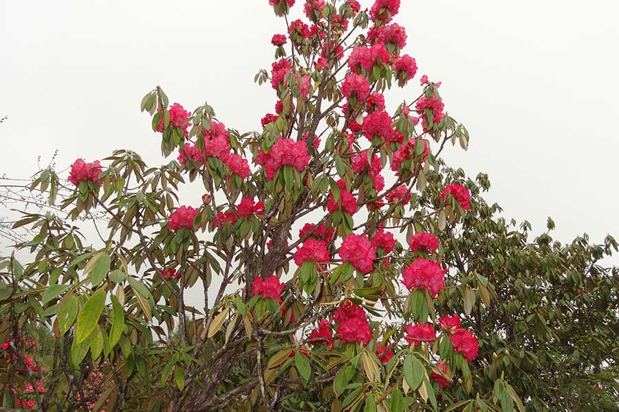 Barsey Rhododendron Sanctuary Trek