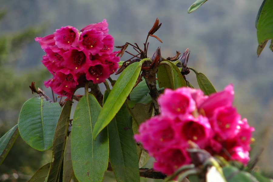 Barsey Rhododendron Sanctuary Trek