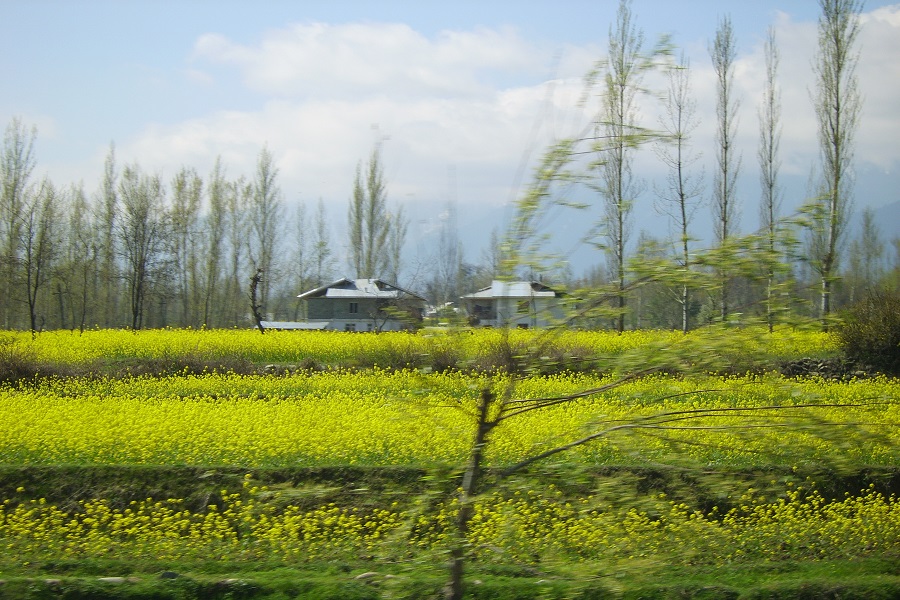 Srinagar Fam Tour