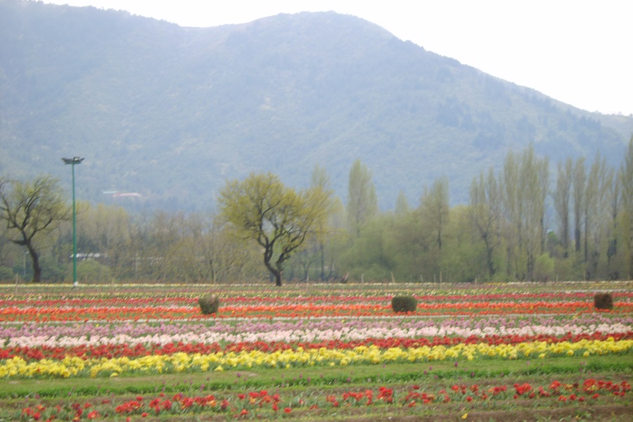 Srinagar Fam Tour