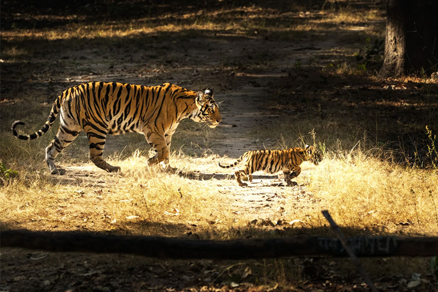 South India Wildlife Tours Packages | Shikhar Travels