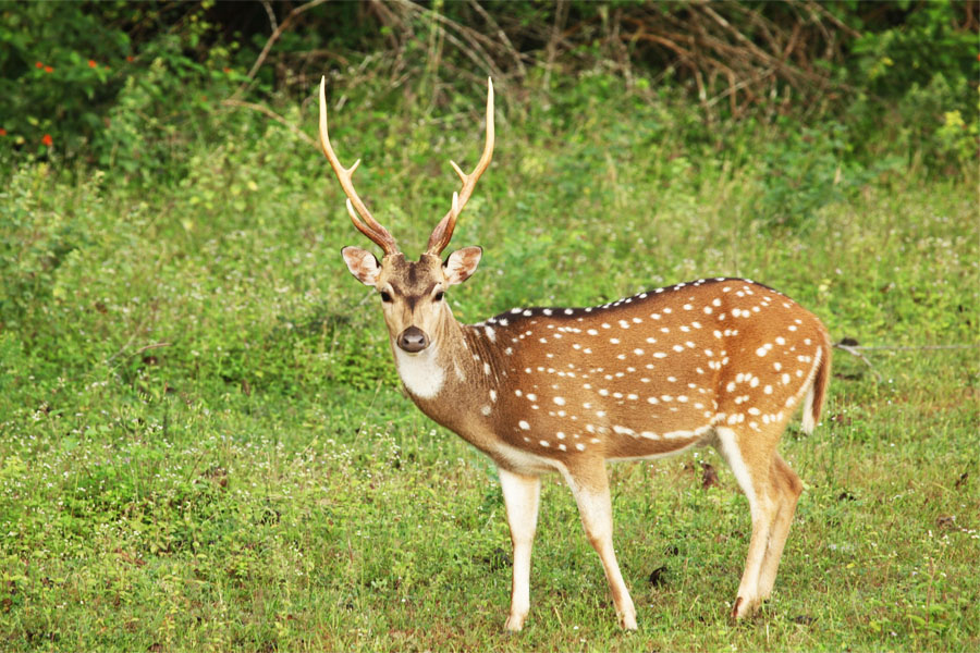 Gujarat Wildlife Tour Packages - Shikhar Travels