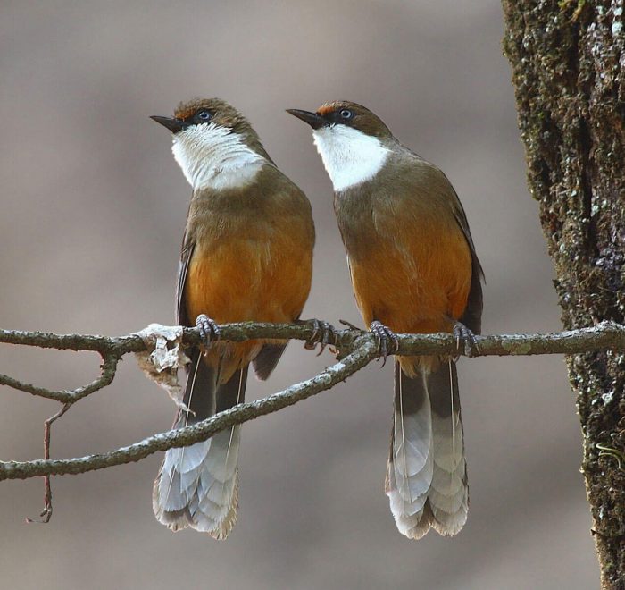 Himalayan Birding Tour