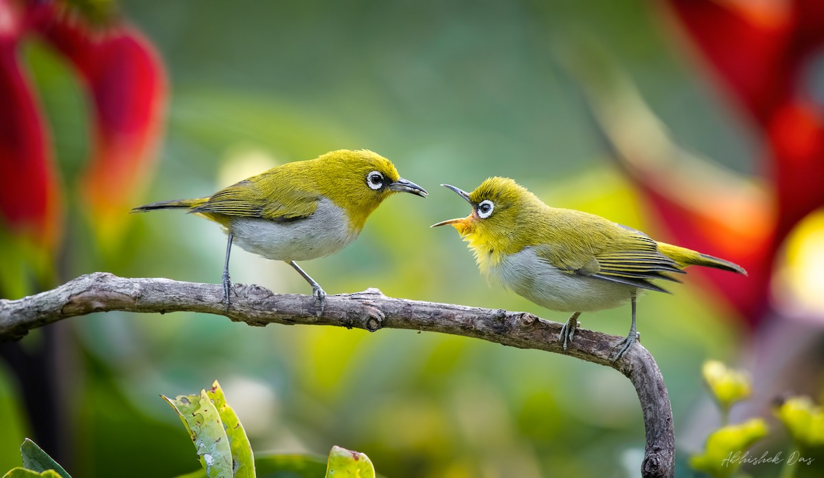 Birds of the Central Himalayas Tour