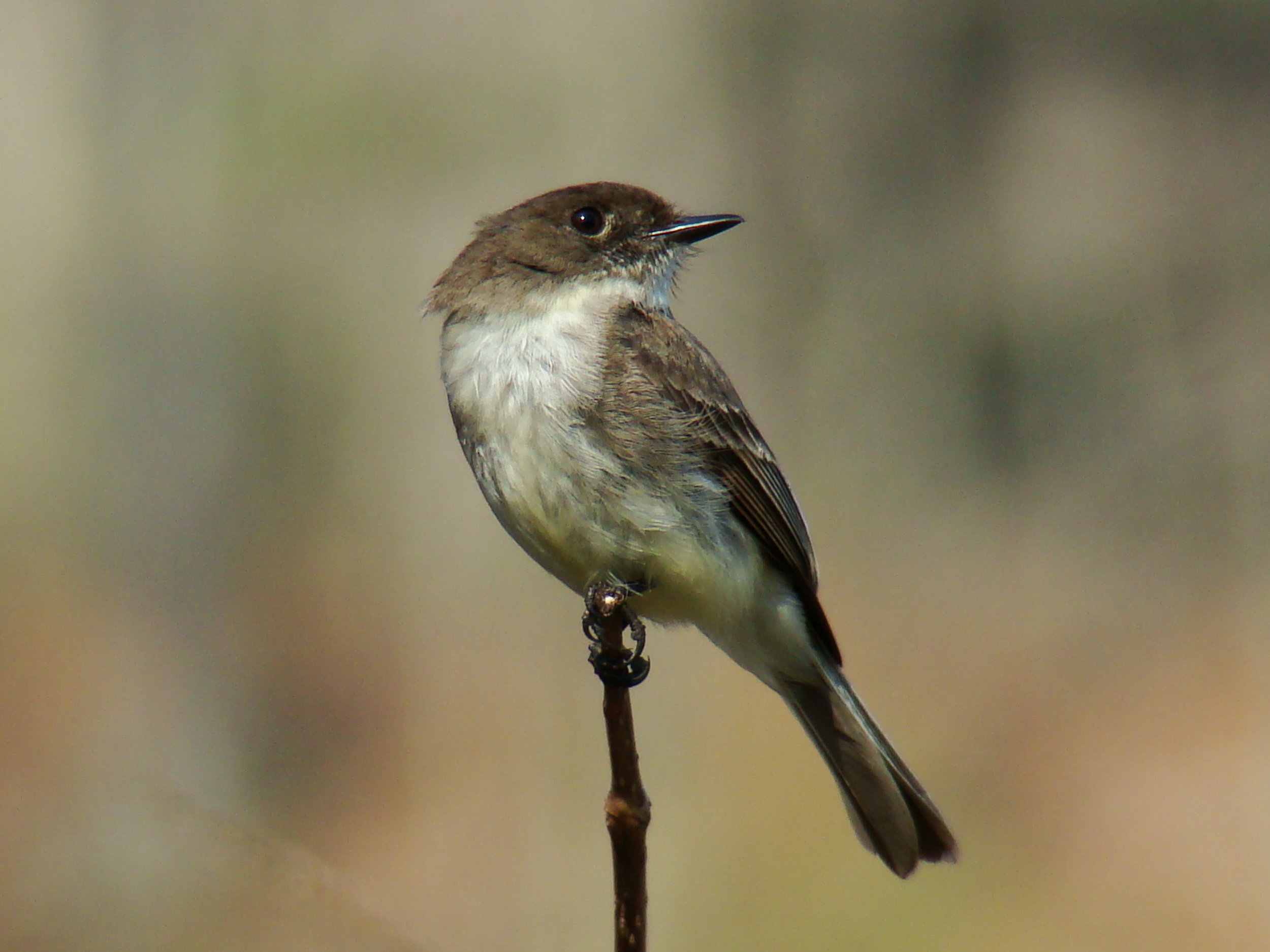 Birds of the Central Himalayas Tour