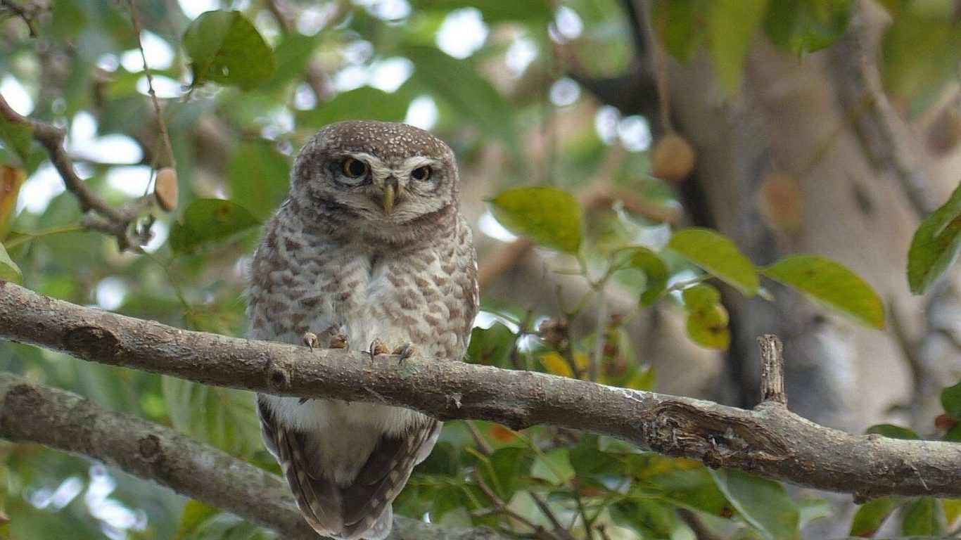 Birds of the Central Himalayas Tour