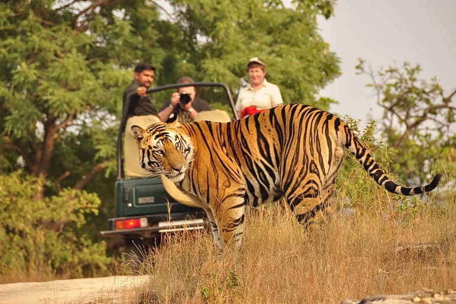 Jaipur Ranthambore Weekend Tour