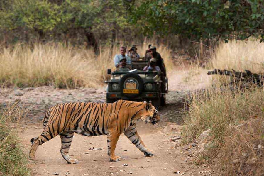 Jaipur Ranthambore Weekend Tour