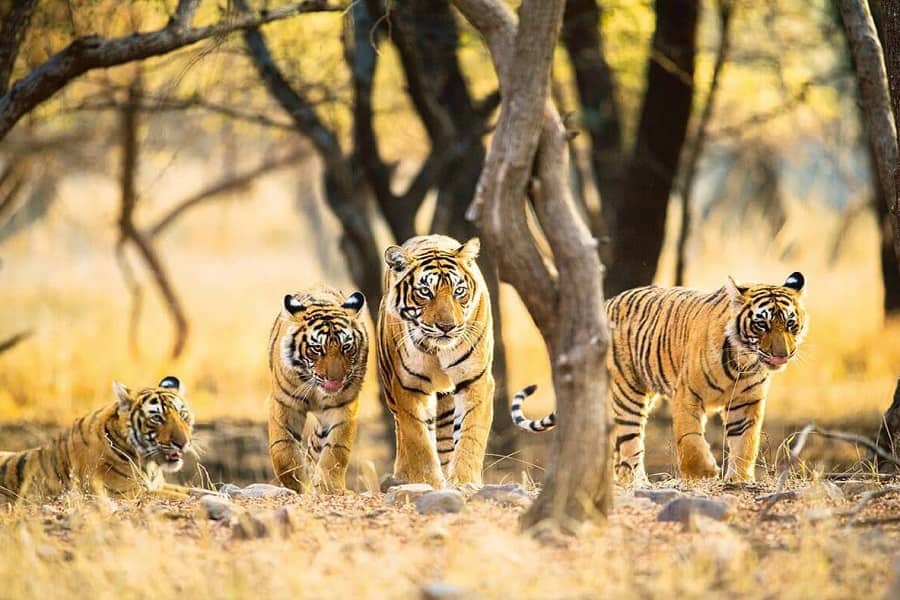 Jaipur Ranthambore Weekend Tour