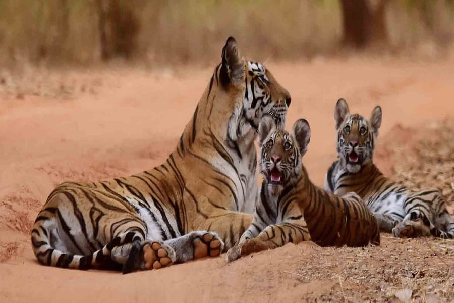 Bandhavgarh Weekend Tour