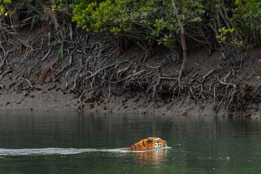 Mysterious Sunderbans Wildlife Tour