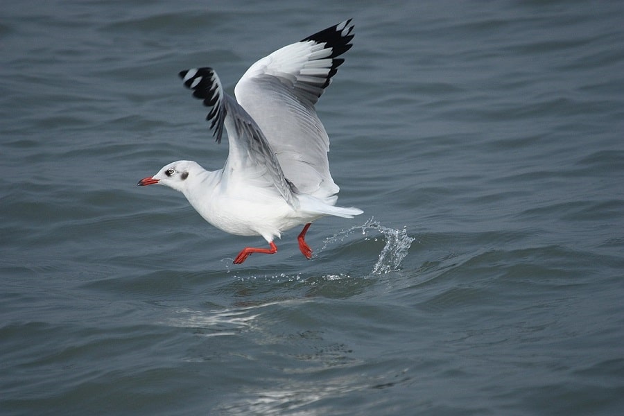 Birding in Assam and West Bengal