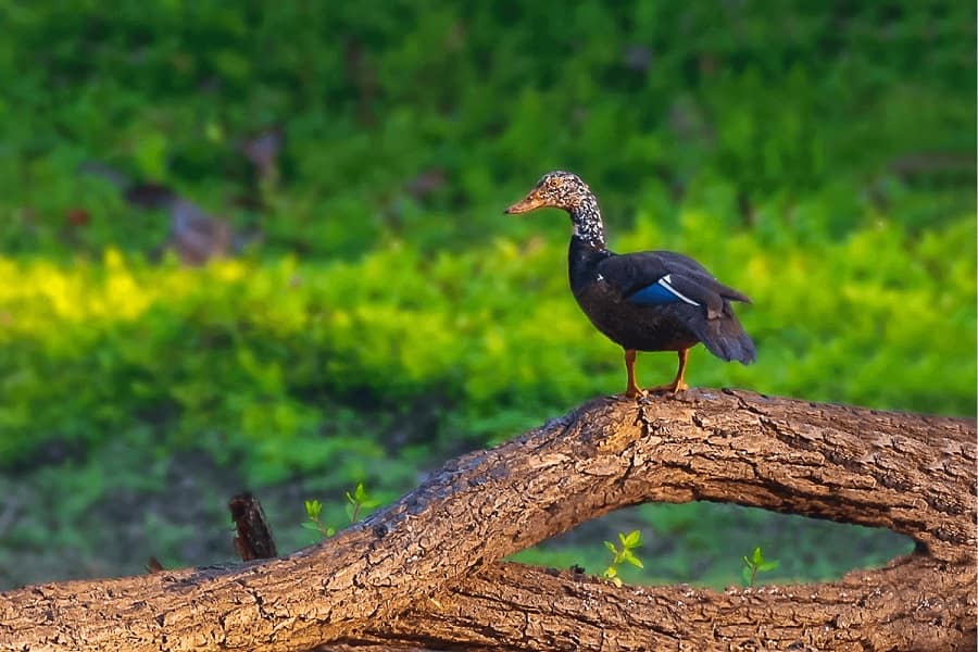 Birding in Assam and West Bengal