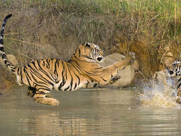 Bandhavgarh National Park Tour Packages | Wildlife Tour Packages 2022