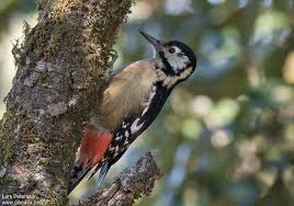 Birds of the Central Himalayas Tour