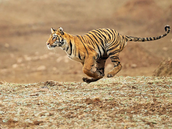 Wildlife Tour Of Madhya Pradesh (Satpura, Pench, Kanha & Bandhavgarh National Park