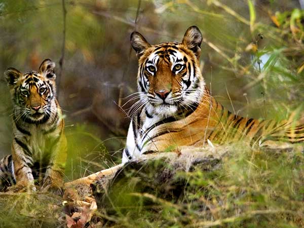 India Wildlife Tour