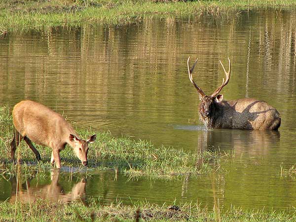 Indian National Park Tours