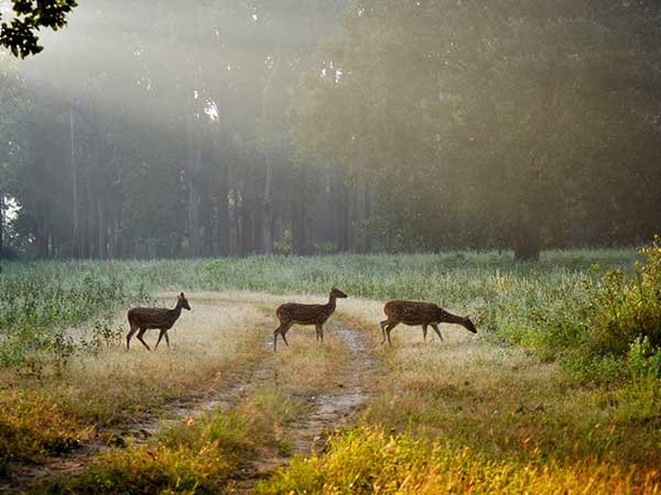 Kanha Bandhavgarh Tour