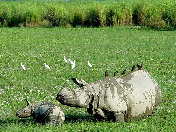 Manas Kaziranga Tour Package