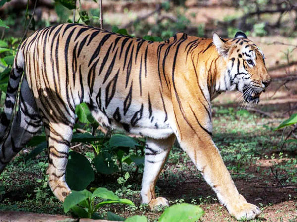 MAHARASHTRA AND MADHYA PRADESH WILDLIFE TOUR