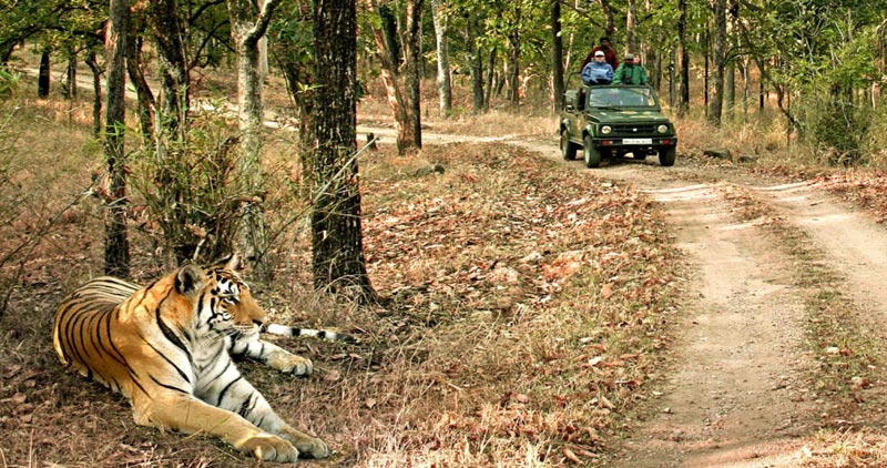 The Tiger Trail Tour 