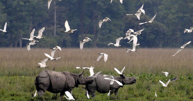 Wildlife tour of North Eastern India